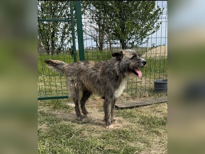 Freddy, geb. 09/24, 54 cm, wartet auf seine Menschen