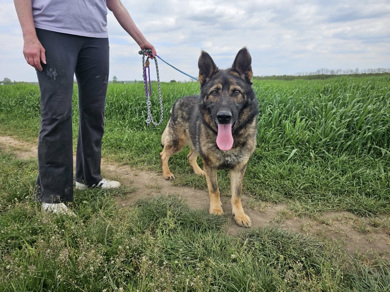 Zeus, geb. 12.2019, 58cm sucht sein für immer Zuhause