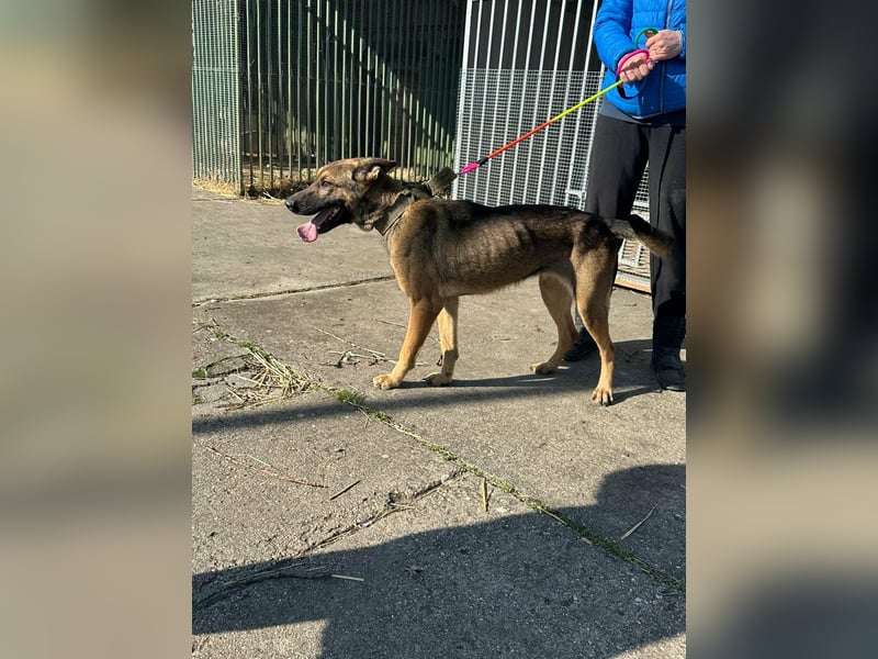 Zoya, geb. 10.2023, 63cm sucht ihre Menschen