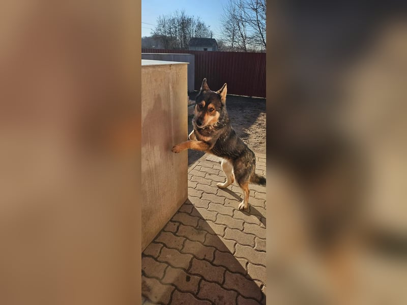 Catrina, geb. 01.2022, 60cm, sucht ihre Begleitung für lange Spaziergänge
