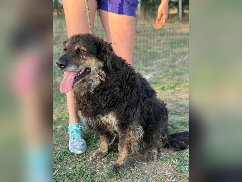 Teddy, 01.2021 geboren, 56cm sucht sein für immer Zuhause