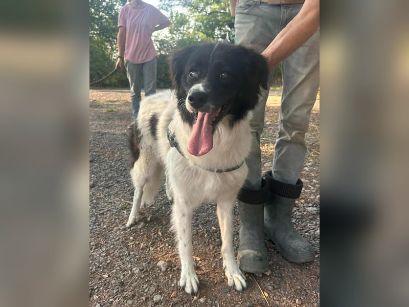 Monn, geboren 2021, 60cm sucht ihr Körbchen