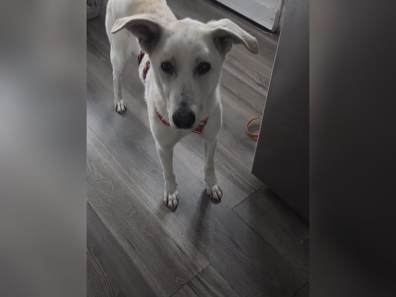Simon sucht Dich geb.03./21