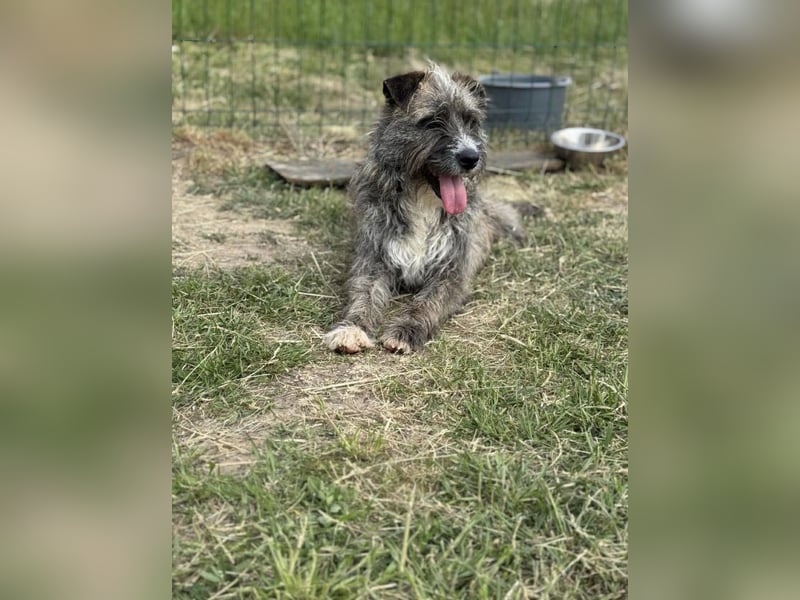 Freddy, geb. 09.2024, 54cm sucht sein seine Menschen