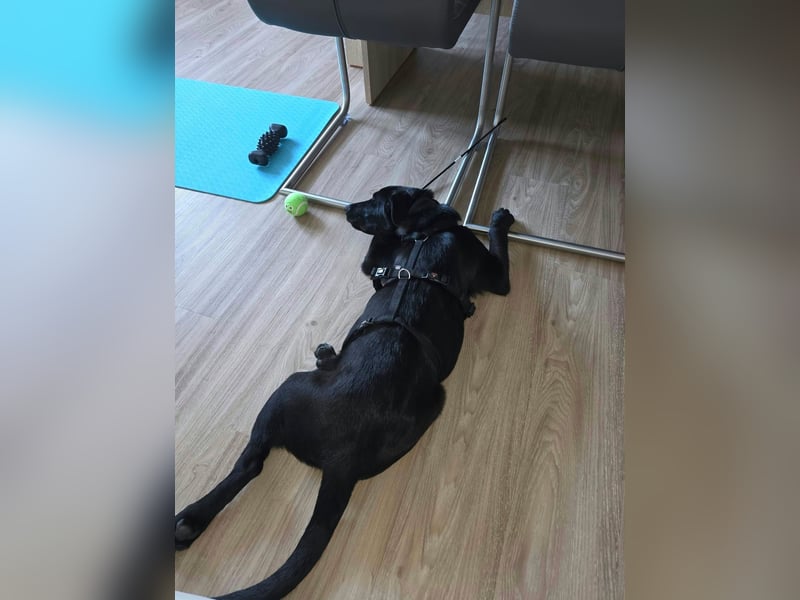 Diablo, geboren 25.05.2026, 55cm sucht neues Zuhause