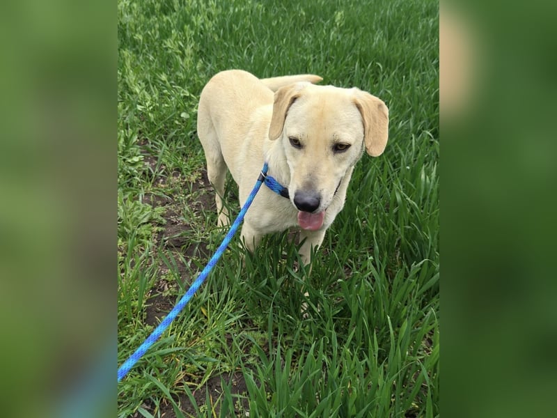 Max, geb. 06.2024, 55cm sucht sein Zuhause