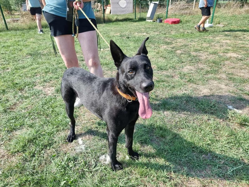 Atlas, geboren 24.05.2022, 60cm sucht sein Glück