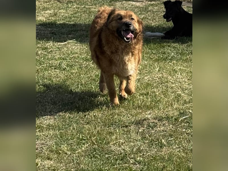 Zsömle, geb. 03.2021, 56cm sucht seine Herzensmenschen