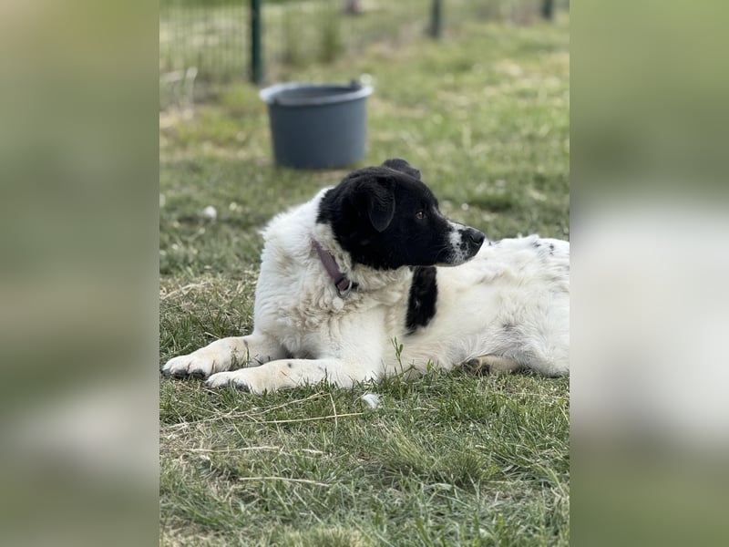 Ramszesz, geboren 01.12.2022, 56cm sucht sein Zuhause