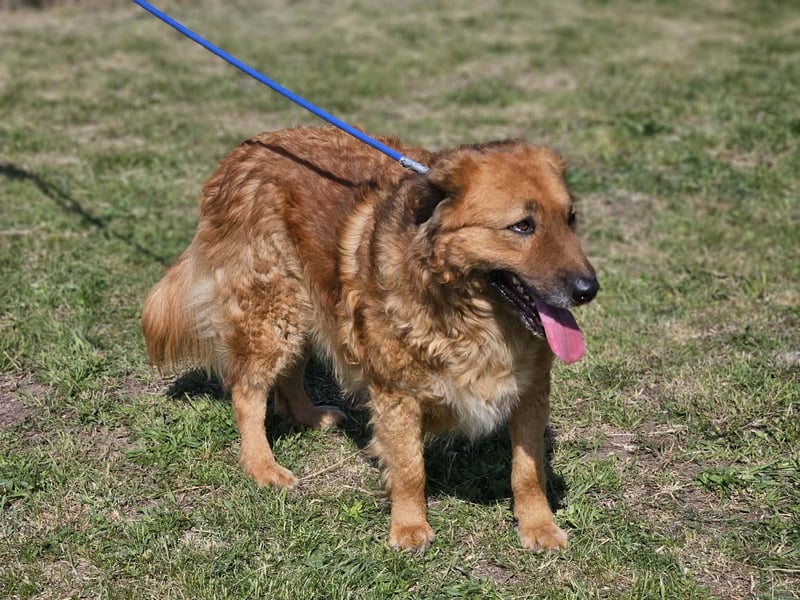 Zsömle, geb. 03.2021, 56cm sucht seine Herzensmenschen