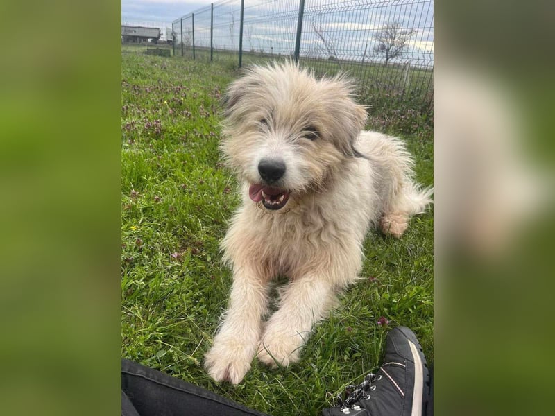 Zelda, geboren 01.06.2022, 62cm sucht ihr Glück