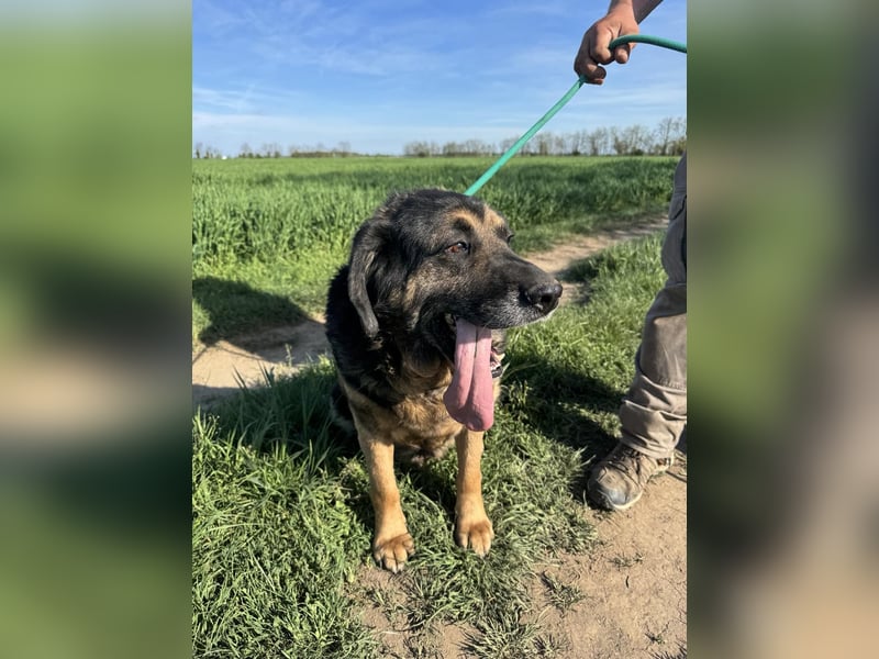 Milka, geb. 01.08.2017, 58 cm, sucht ein liebevolles Zuhause