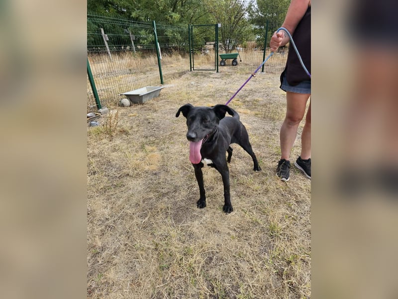 Herceg, geboren 01.06.2021, 60cm sucht sein Plätzchen
