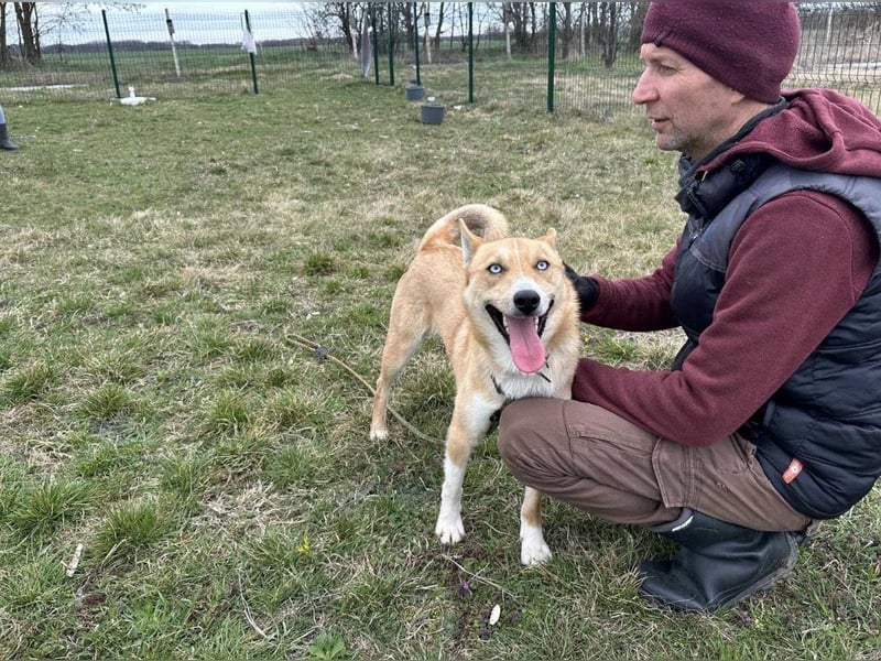 Nico, geb. 05.2023, 54cm sucht aktives zu Hause