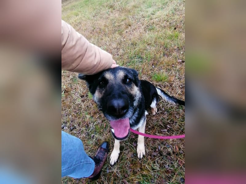 Dezi, geb. 03.2023, 63cm sucht ihr Zuhause