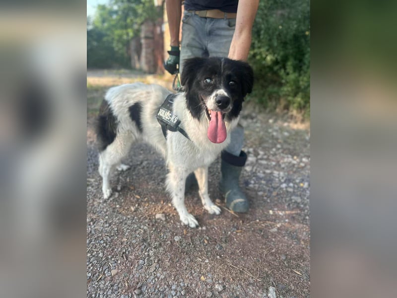 Monn, geboren 2021, 60cm sucht ihr Körbchen