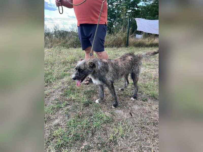 Freddy, geb. 09/24, 54 cm, wartet auf seine Menschen