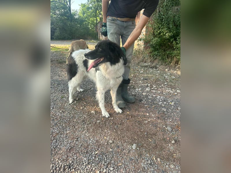 Monn, geboren 2021, 60cm sucht ihr Körbchen