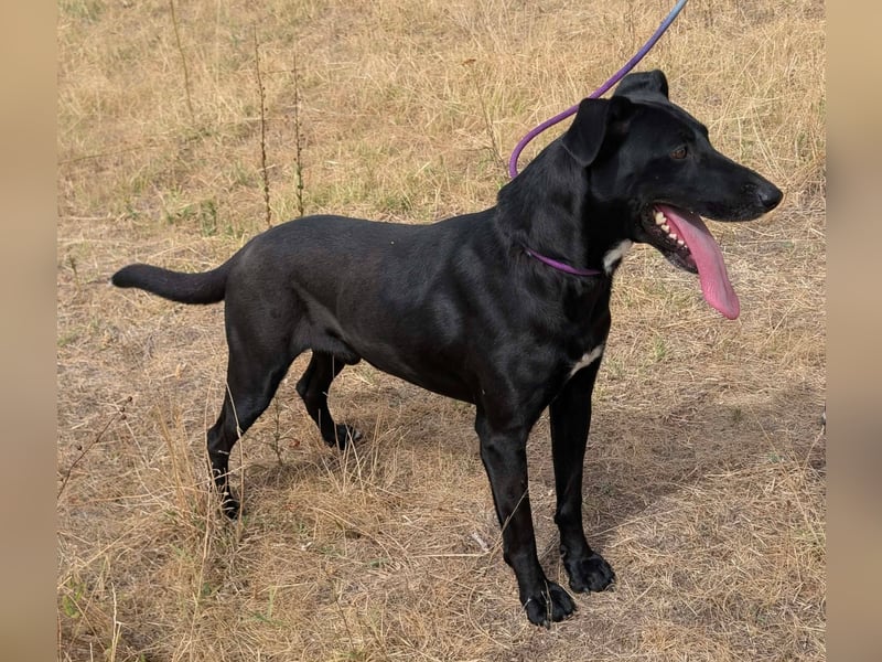 Herceg, geboren 01.06.2021, 60cm sucht sein Plätzchen