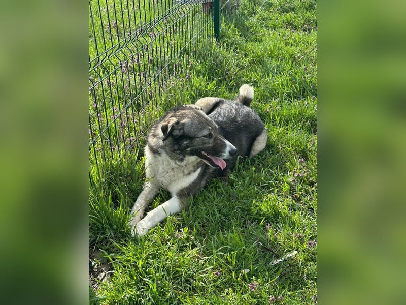 Sunny, geboren 01.12.2019, 63cm sucht ihr Glück