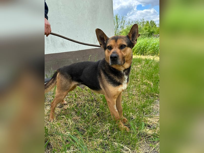 Mancs, geboren 22.04.2022, 56cm sucht seine Menschen