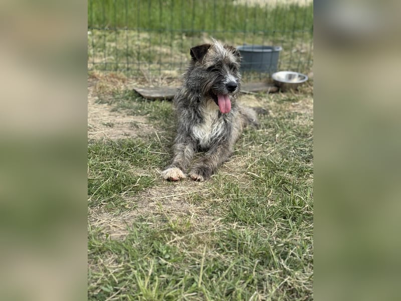 Fredy, geb. 01.09.2024, 54 cm, wartet auf seine Chance