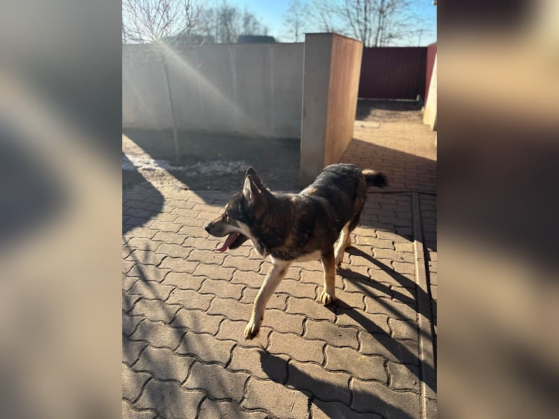 Catrina, geb. 01.2022, 60cm, sucht ihre Begleitung für lange Spaziergänge