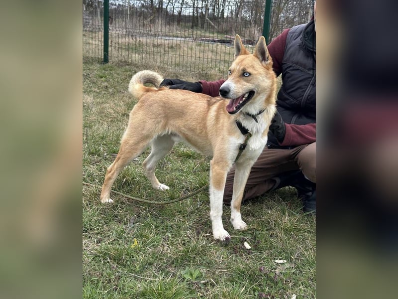 Nico, geb. 05.2023, 54cm sucht aktives zu Hause