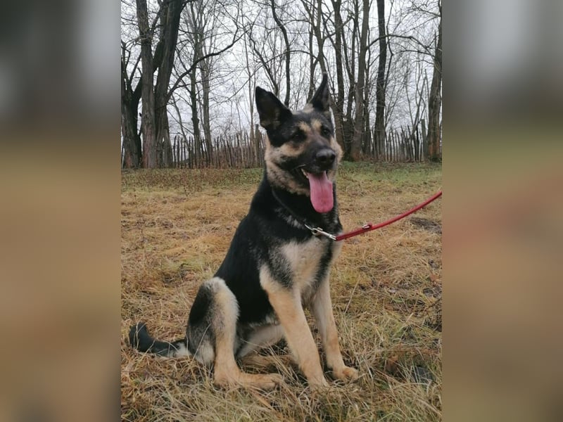 Dezi, geb. 03.2023, 63cm sucht ihr Zuhause