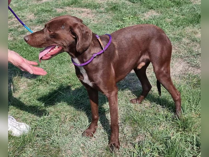 Csoki, geboren 01.08.2022, 61cm sucht Menschen mit Herz