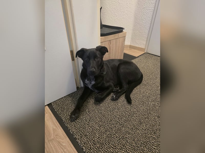 Diablo, geboren 25.05.2026, 55cm sucht neues Zuhause