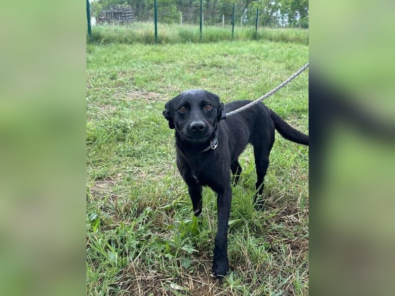 Zafir, geb. 15.11.2022, 51 cm, sucht ihre Menschen