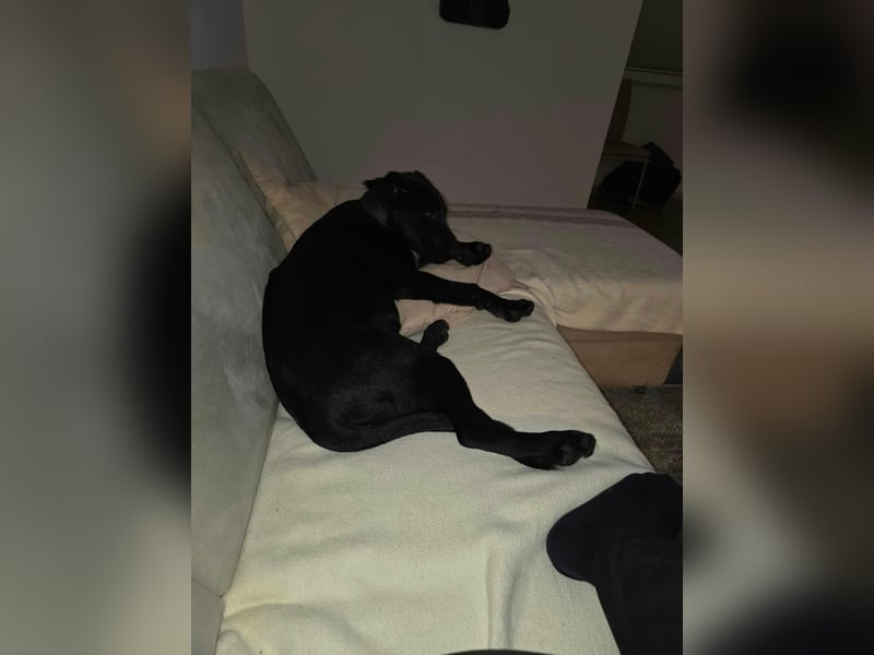 Diablo, geboren 25.05.2026, 55cm sucht neues Zuhause