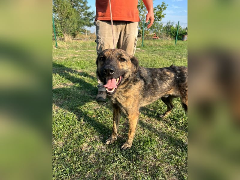 Samy, geboren 05.08.2022, 56cm sucht sein Zuhause