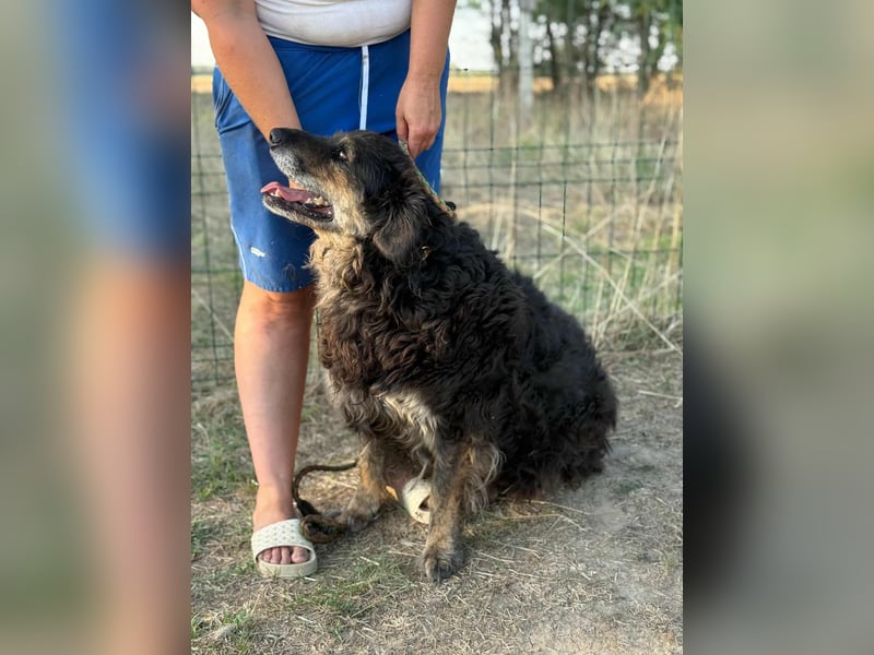 Teddy, 01.2021 geboren, 56cm sucht sein für immer Zuhause