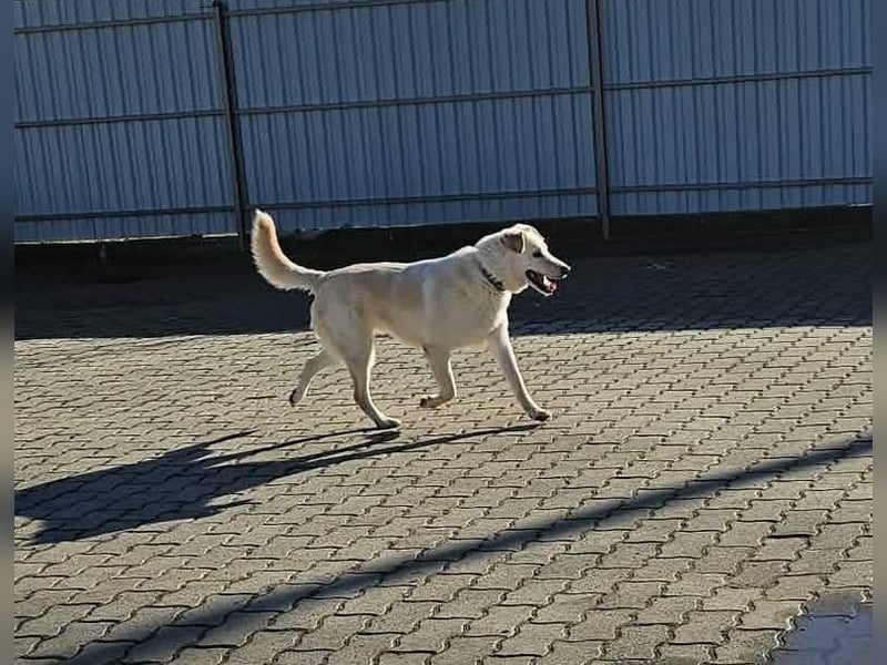 Lucky, geboren 20.11.2018, 58cm sucht seine Menschen