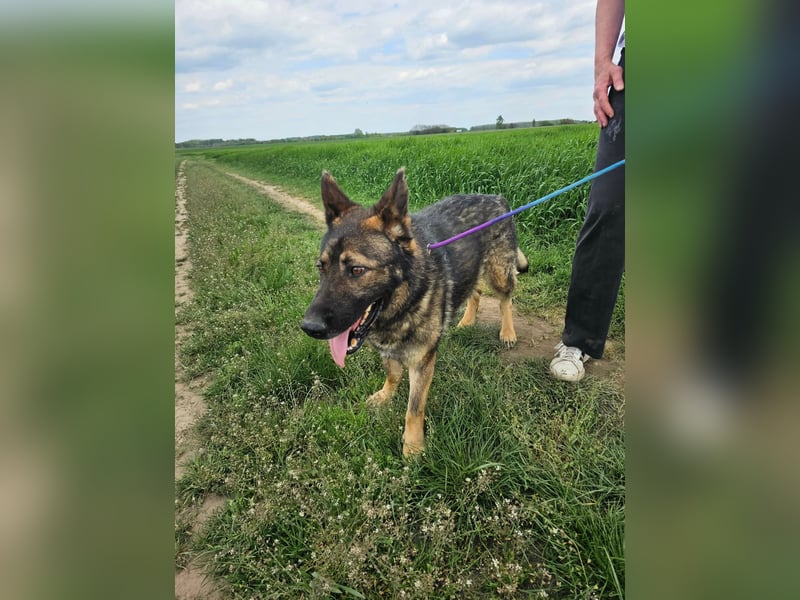 Zeus, geb. 12.2019, 58cm sucht sein für immer Zuhause