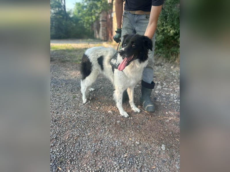 Monn, geboren 2021, 60cm sucht ihr Körbchen