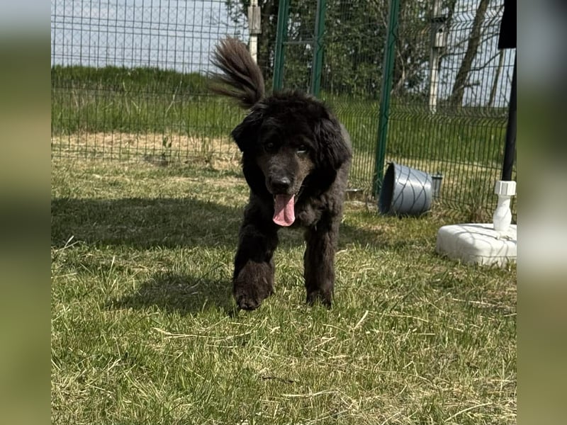 Bruce, geboren 01.01.2019, 59cm sucht seine Menschen