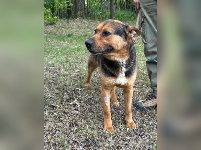 Mancs, geboren 22.04.2022, 56cm sucht seine Menschen