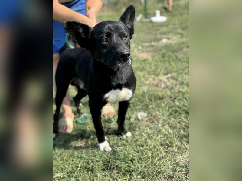 Osiris, geboren 04.02.2023, 57cm sucht sein Für-immer-Zuhause