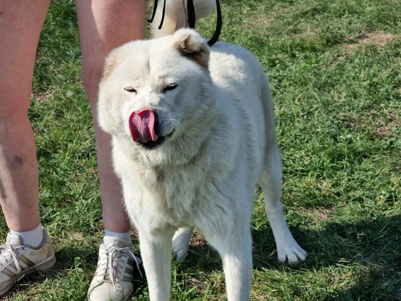 Zuzu, geboren 01.01.2018, 59cm sucht ihre Menschen