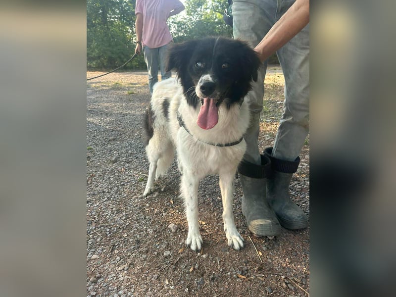 Monn, geboren 2021, 60cm sucht ihr Körbchen