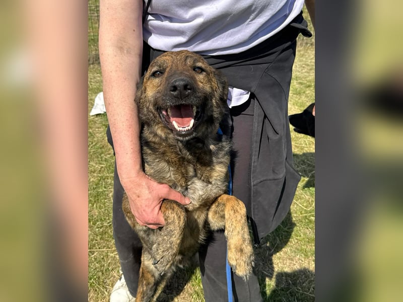 Samy, geb. 08.2022, 56cm, sucht liebevolle Menschen