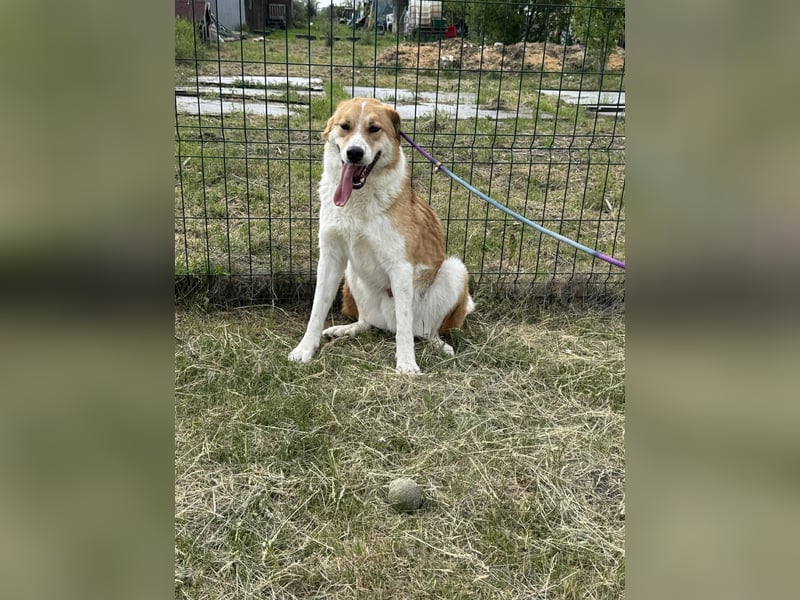 Marley, geboren 01.12.2023, 58cm sucht Menschenherzen