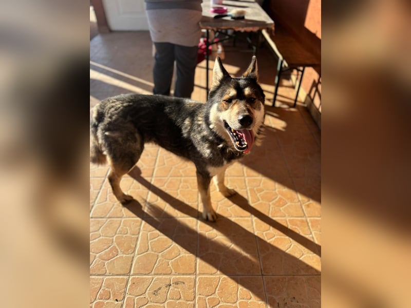 Catrina, geb. 01.2022, 60cm, sucht ihre Begleitung für lange Spaziergänge
