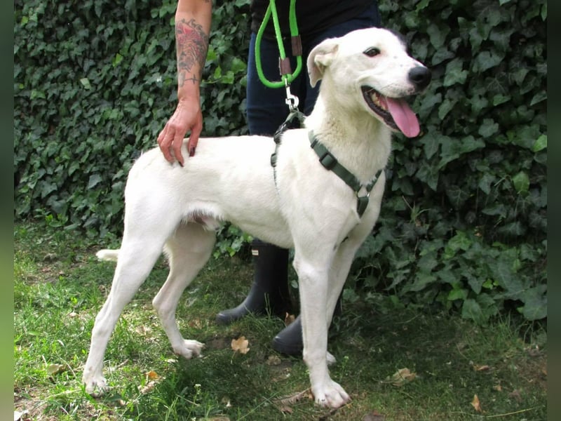 Timur, geboren 01.11.2023, 55cm sucht seine Menschen