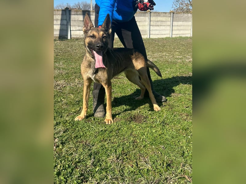 Zoya, geb. 10.2023, 63cm sucht ihre Menschen