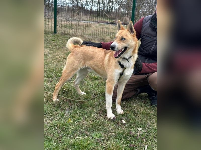 Nico, geb. 01.05.2023, 54 cm, möchte eine Chance bekommen