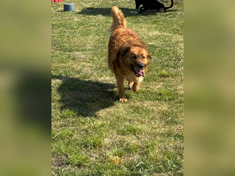 Zsömle, geb. 03.2021, 56cm sucht seine Herzensmenschen